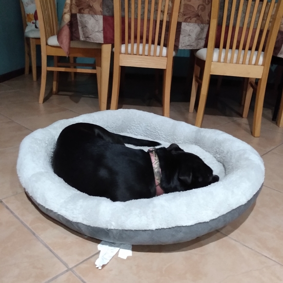 Meet Sweet Pea! - Picture 3 of 4